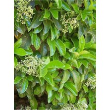 Odea Nura Botanik Kartopu Viburnum Lucidum, 40-60 Cm, Saksılı, Dış Mekan Bahçe Peyzaj Çit Bitkisi