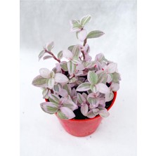 Odea Gardenbox Mini Pembe Telgraf Çiçeği, 5-15 Cm, Saksılı, Çok Renkli, Pink Lady