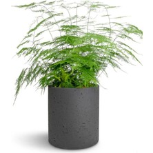 Odea Gardenbox Canlı Formlu Tül Kuşkonmaz Salon Çiçeği, 15-30 Cm, Asparagus Setaceus