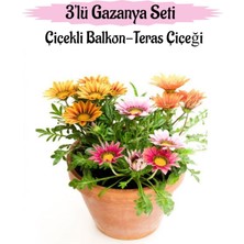 Odea Serada Decor & Plant Gazanya Çiçeği, 3 Adet, Pembe-Kırmızı-Sarı Renk, Saksılı, 10-20 Cm, Balkon Çiçeği