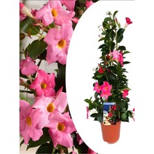 Odea Serada Decor & Plant Pembe Mandevilla Sandavilla Çiçekli Bitki, 30-60 Cm, Bahçe Balkon ve Teras Için