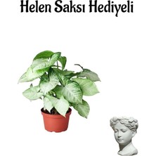 Odea Nura Botanik Melek Kanadı Bitkisi, Helen Saksı, Hediyelik Zarif Yapraklı, Sevgililer Gününe Özel