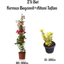 Odea Gardenbox Kırmızı Begonvil Çiçeği + Altuni Taflan 2'li Set, Dış Mekan Sarmaşık Bitkileri