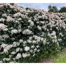 Odea Nura Botanik 10 Adet Yağlı Yapraklı Kartopu Bitkisi Fidesi, Viburnum Tinus, Dış Mekan Çit