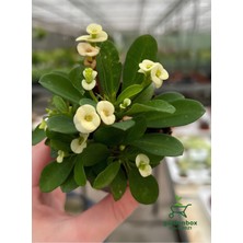 Odea Nura Botanik Milii Dikenli Taç Çiçeği, Beyaz, 10-15 Cm, Euphorbia Milii