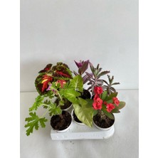 Odea Serada Decor & Plant 6'lı Bitki Seti, Kırmızı Milli Dikenler Tacı, Aşkın Göz Yaşı, Melek Kanadı, Telgraf, Itır, Yaprak Güzeli