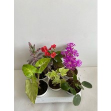 Odea Serada Decor & Plant 6'lı Bitki Seti, Melek Kanadı, Aşkın Göz Yaşı, Hedera, Kırmızı Milli Dikenler Tacı, Mezem, Pilea