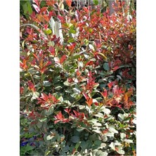 Odea Gardenbox Süs Bitkisi Evgenya Çalısı 50-70CM Saksılı Eugenia Etna Fire, Çok Renkli