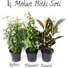 Odea Gardenbox Yeşil Şeflera, Benjamin, Kauçuk 2'li Salon Ofis Çiçek Seti