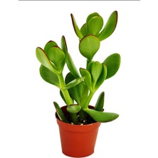 Odea Serada Decor & Plant Mini Saksılı Para Çiçeği, Yeşim Sukulent Crassula Ovata, Canlı Bitki