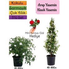 Odea Serada Decor & Plant Kokulu Arap Yasemini, Klasik Yasemini, Mini Kırmızı Gül Hediyeli 3'lü Bahçe Seti