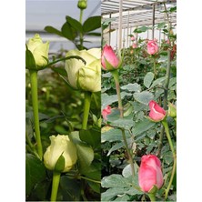 Odea Serada Decor & Plant Yediveren Pembe ve Beyaz Renkli Saksılı Aşılı Gül, 30-60 Cm, 2 Adet
