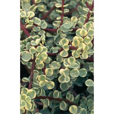 Odea Nura Botanik Portulaca Afra Variegata Alacalı Fil Azığı Sukulent Bitki, 5.5cm Saksı