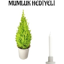 Odea Nura Botanik Limon Kokulu Limon Çamı, Mumluk Hediyeli