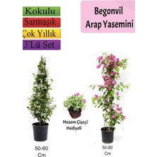 Odea Serada Decor & Plant Arap Yasemini, Pembe Begonvil, Mezem Çiçeği Hediyeli, Çok Renkli, 50-80 cm