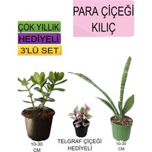 Odea Serada Decor & Plant 3'lü Set Para Çiçeği, Kılıç Çiçeği, Hediyelik Kırmızı Gül Fidanı