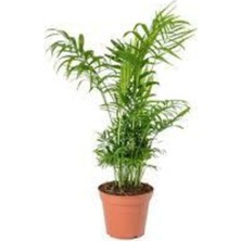 Odea Nura Botanik Areka Palmiyesi, Chamaedorea, 8cm Saksı, 30-35CM, Ev Ofis Salon Bitkisi