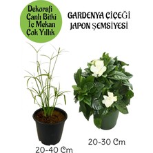 Odea Nura Botanik Japon Şemsiyesi ve Kokulu Gardenya Çiçeği Salon Seti, 20-40 cm ve 20-30 cm