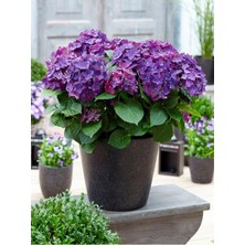 Odea Serada Decor & Plant Eflatun Ortanca Çiçeği, 30-50 Cm, Saksılı, Çiçekli Bodur Bitki