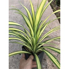 Odea Serada Decor & Plant Kurdele Çiçeği Saksılı 30-40CM, Chlorophytum Comosum, 1 Adet