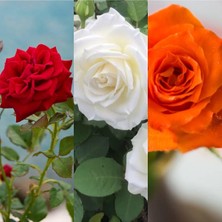 Odea Gardenbox Kırmızı Beyaz Turuncu Kokulu Gül Fidanı, 3 Adet, 45-75CM