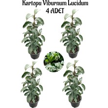 Odea Serada Decor & Plant Kartopu Viburnum Lucidum, 4 Adet, 60-80 Cm, Saksılı, Dış Mekan Bahçe Peyzaj Çit Bitkisi