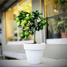 Odea Nura Botanik Limon Fidanı, Tam Bodur, Saksılı, Salon ve Ev Için