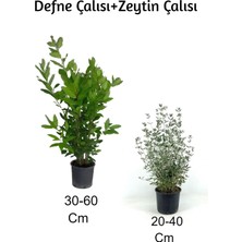 Odea Gardenbox Defne Çalısı + Zeytin Çalısı 2'li Set Dış Mekan Bitkisi