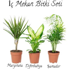 Odea Nura Botanik Salon Bitki Seti, Dracaena Marginata (40-50CM), Difenbahya (30-40CM), Şamador (15-30CM)