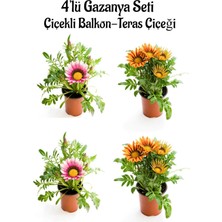 Odea Serada Decor & Plant Gazanya Seti, 4'lü Çiçekli Balkon Bitkisi, Pembe ve Turuncu Sarı, 10-20CM, Saksılı