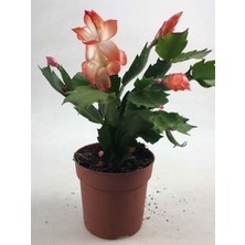 Odea Serada Decor & Plant Yılbaşı Kaktüsü Somon Rengi, Schlumbergera Truncata, 10-15CM