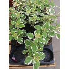 Odea Gardenbox Plectranthus Forsteri Kokulu Sarkısı Benjamin Çiçeği Saksılı, Yeşil-Beyaz