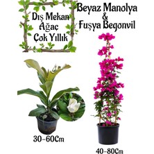 Odea Serada Decor & Plant Kokulu Manolya Ağacı, Fuşya Begonvil Saksılı Bahçe Seti, 2 Adet