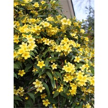 Odea Gardenbox Kokulu Sarı Yasemin Fidanı, Saksılı, 100-120CM, Yellow Jasmine Flower