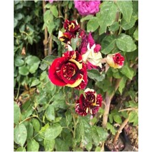 Odea Gardenbox Meyland Kırmızı Kokulu Isparta Gülü, 1 Adet, Saksılı/tüplü, 55-65 cm