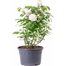 Odea Nura Botanik Beyaz Minyatür Gül, 25-35 Cm, Saksılı Aşılı Gül