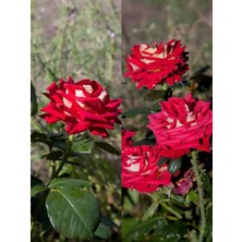 Odea Serada Decor & Plant Isparta Meyland Kırmızı Kokulu Yediveren Aşılı Gül, 55-65 Cm, Tüplü