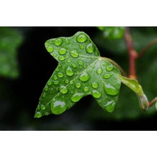 Odea Gardenbox Tüplü Duvar Sarmaşığı Hedera Helix 50-70CM Üzeri, Çok Renkli