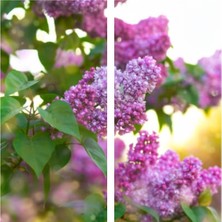 Odea Nura Botanik Kokulu Leylak Çiçeği Fidanı, 30-50 Cm, Saksılı, Syringa