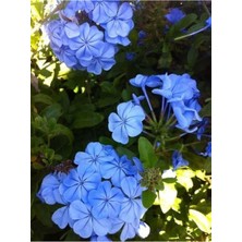 Odea Gardenbox Mavi Yasemin - Plumbago Capensis