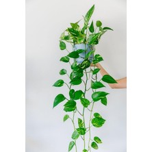 Odea Bitkim Sende Pothos Sarmaşığı, Yerli Üretim, Ev Bitkisi, Ofis Bitkisi
