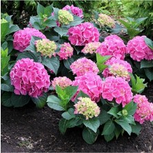 Odea Nura Botanik Ortanca Fidanı, Hydrangea Macrophylla, 1 Yaş, Pembe