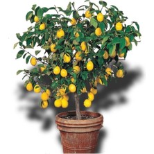 Odea Nura Botanik Limon Ağacı Fidanı Saksılı Bodur Yediveren Mayer