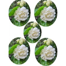 Odea Serada Decor & Plant Hoş Kokulu Katmerli Full Yasemin Çiçeği Fidanı, 35-65 Cm, 5 Adet Tüplü Jasminum Sambac, Çok Renkli