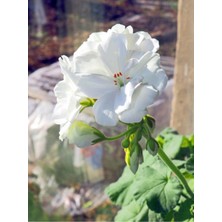Odea Serada Decor & Plant Beyaz Sardunya Çiçeği, 15-25 Cm, Saksılı, Geranium