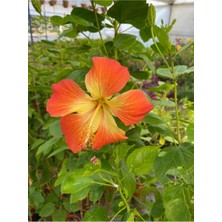 Odea Serada Decor & Plant Somon Rengi Japon Gülü Çiçeği, Saksılı, 40-60CM, Bahçe Çiçeği