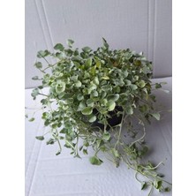 Odea Gardenbox Özel Tür Zemin Örtücü Bitki, Saksılı Fare Kulağı, 10-15CM, 1 Adet