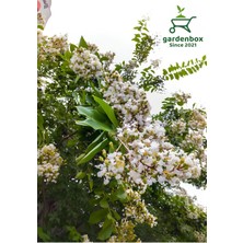 Odea Nura Botanik Beyaz Oya Ağacı Saksılı 30-60 cm Bahçe Peyzaj Bitkisi