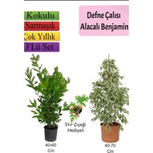 Odea Serada Decor & Plant Beyaz Alacalı Benjamin Bitkisi, Defne Çalısı, Itır Çiçeği, 3'lü Set, Çok Renkli