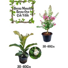 Odea Serada Decor & Plant Kokulu Manolya Ağacı + Pembe Oya Ağacı Bahçe Seti, 30-60CM, Saksılı